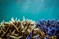 Blanqueamiento Gran Barrera de Coral © Abram Powell Greenpeace.jpg