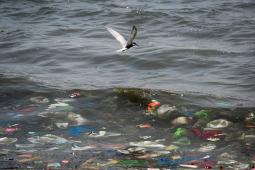 Contaminación Plástica © Daniel Müller Greenpeace.jpg