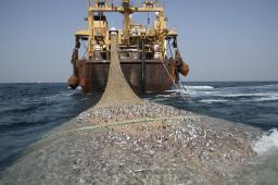 Sobrepesca © Pierre Gleizes  Greenpeace.jpg