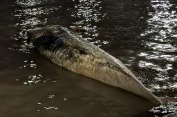 Ballena Sei varada en el Rio de la Plata © Redes Sociales.jpg