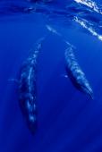 Ballenas Sei © Doug Perrine : SeaPics.com.jpg