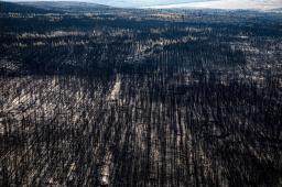 Incendios en La Comarca © Pablo Wegrzyn Greenpeace.jpg